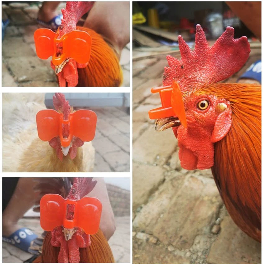 Application of chicken plastic eye glasses Application of chicken plastic eye glasses