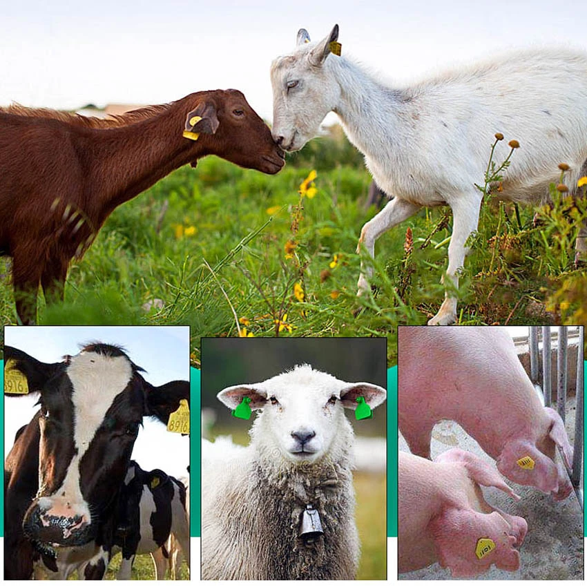 Application of ear tags pig Application of ear tags pig